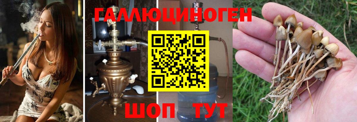 Галлюциногенные грибы Psilocybe Кирово-Чепецк
